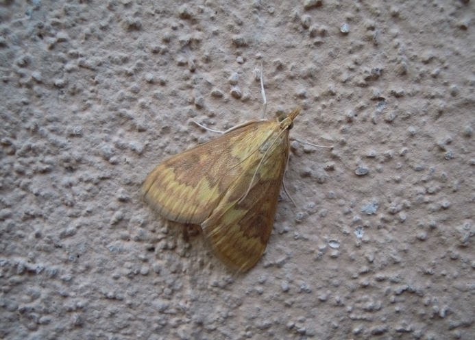 Crambidae: Ostrinia nubilalis